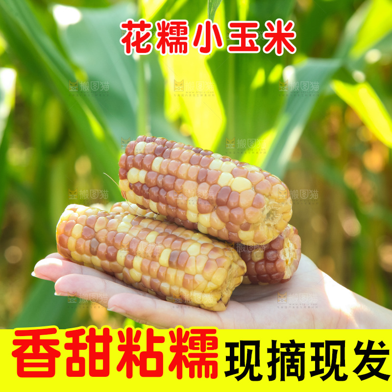 手里拿着小花糯玉米