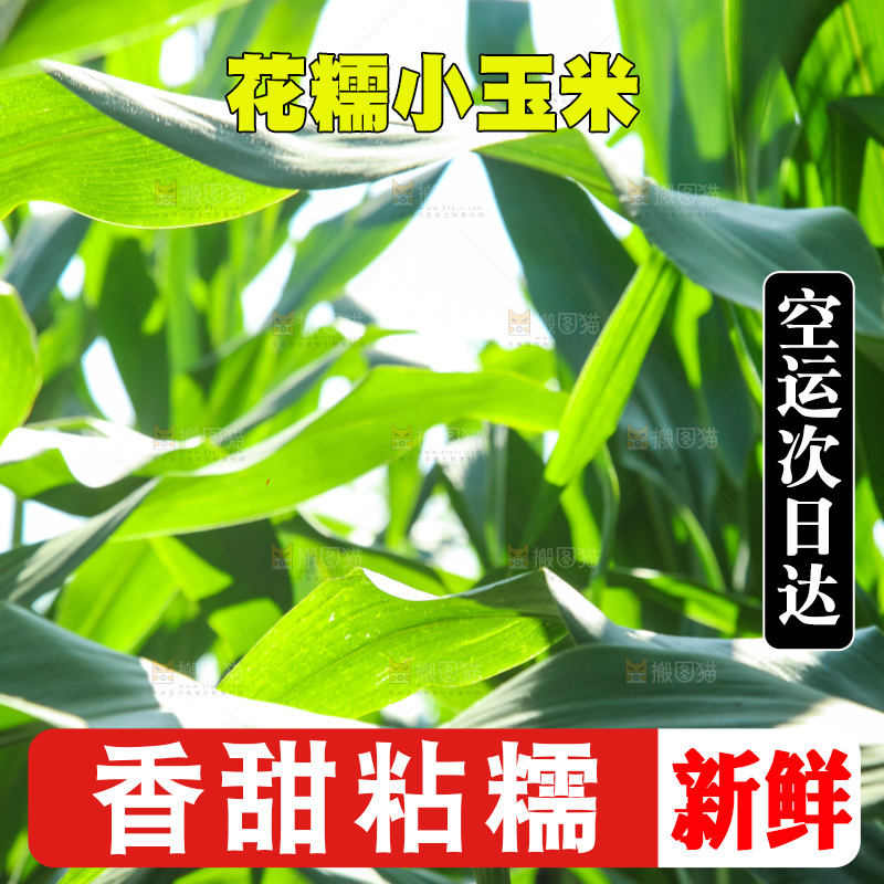 手里拿着小花糯玉米