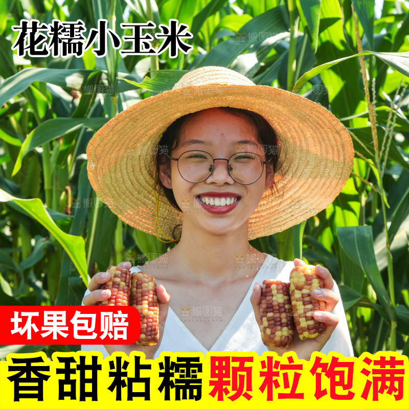 手里拿着小花糯玉米