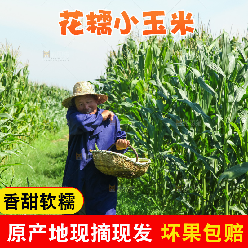 手里拿着小花糯玉米