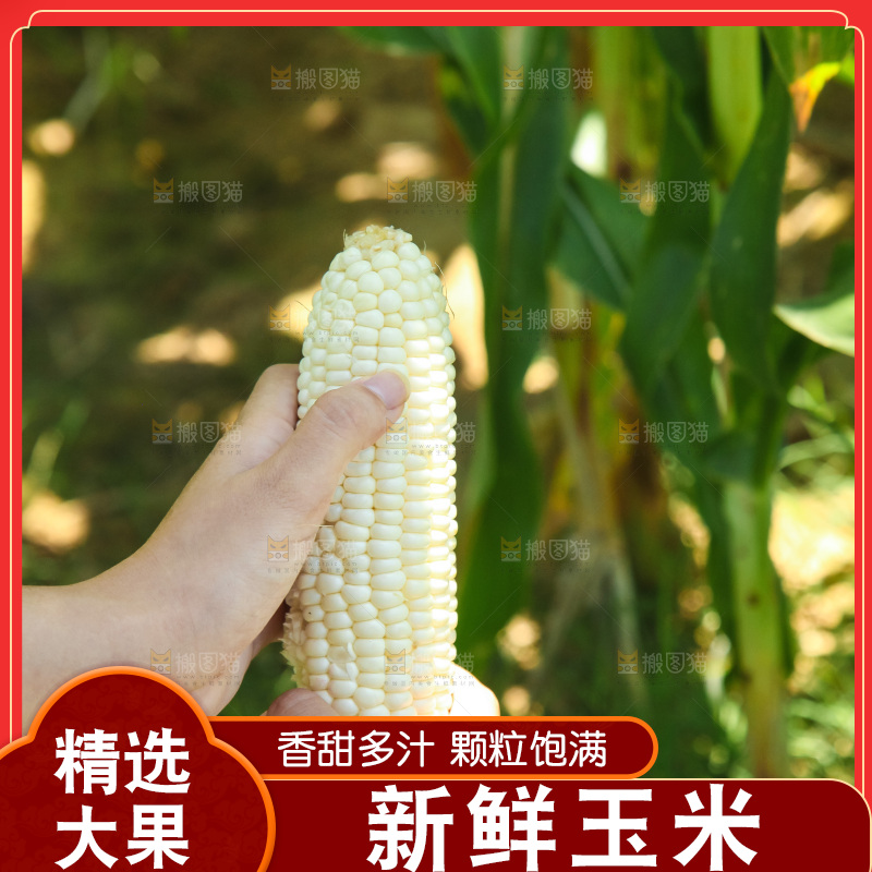 手里拿着牛奶玉米