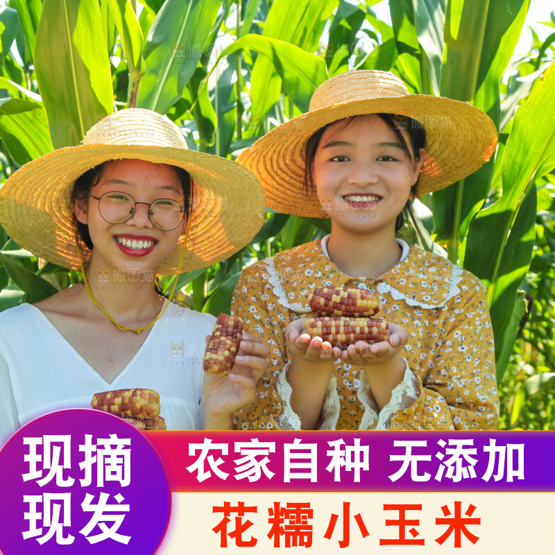 手里拿着小花糯玉米