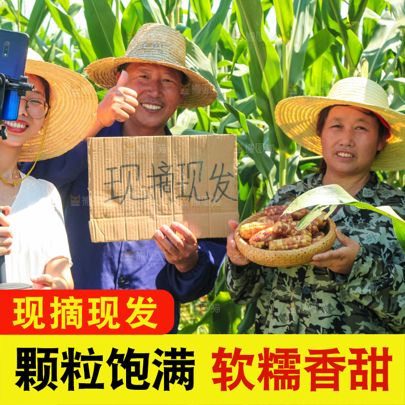手里拿着小花糯玉米