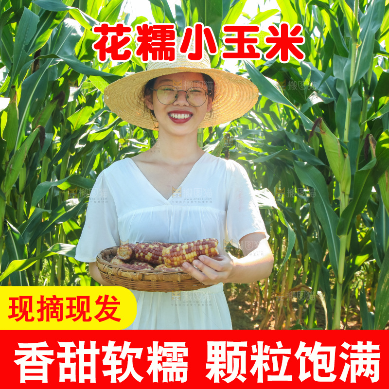 手里拿着小花糯玉米