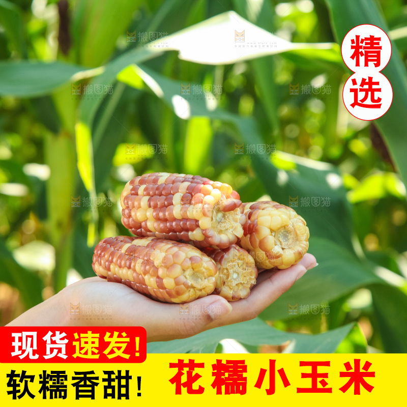 手里拿着小花糯玉米