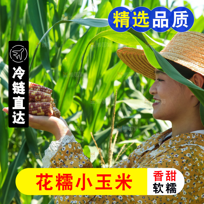 手里拿着小花糯玉米
