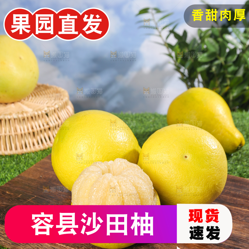 浅底上的沙田柚