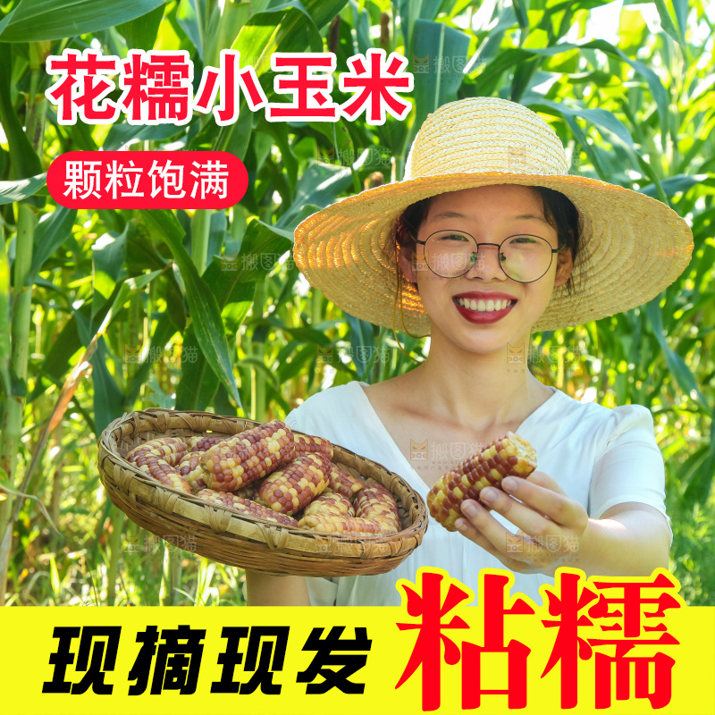 手里拿着小花糯玉米