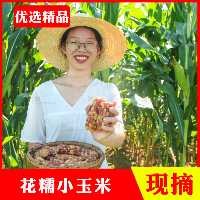 手里拿着小花糯玉米