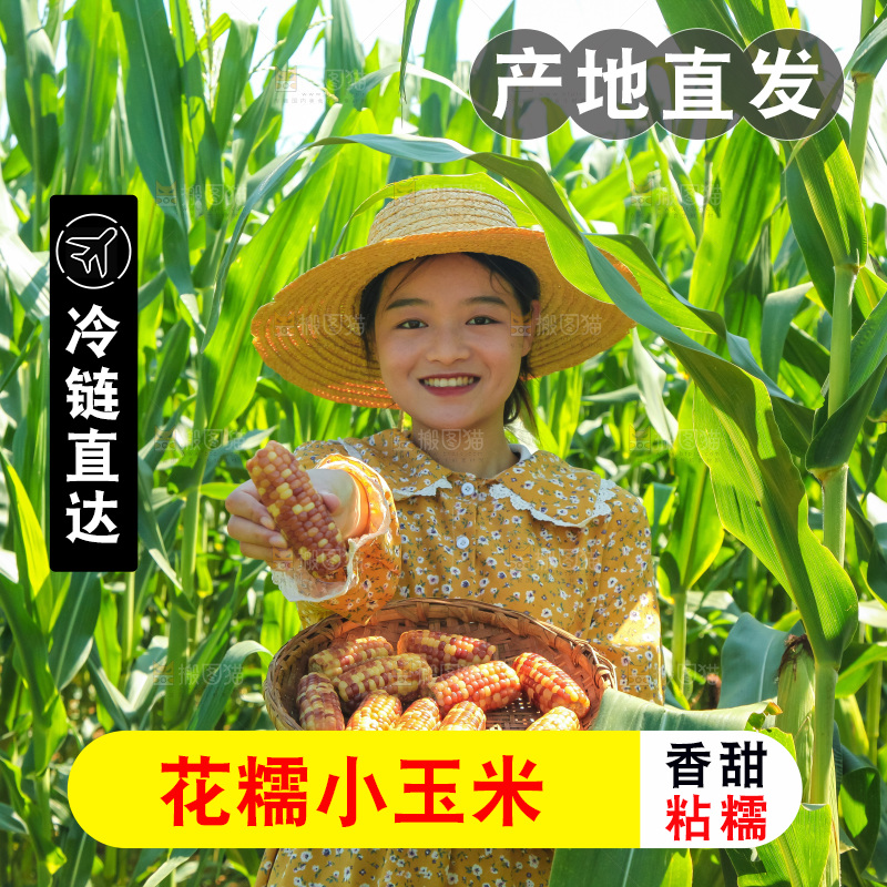 手里拿着小花糯玉米