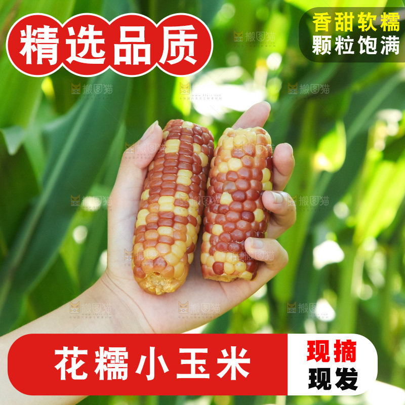 手里拿着小花糯玉米