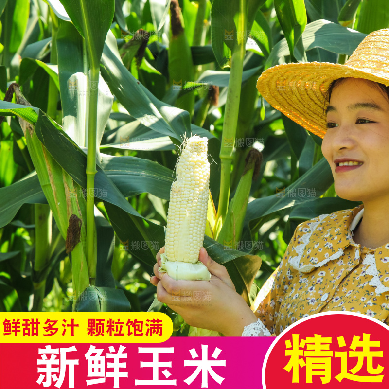 手里拿着牛奶玉米