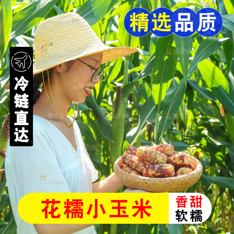 手里拿着小花糯玉米