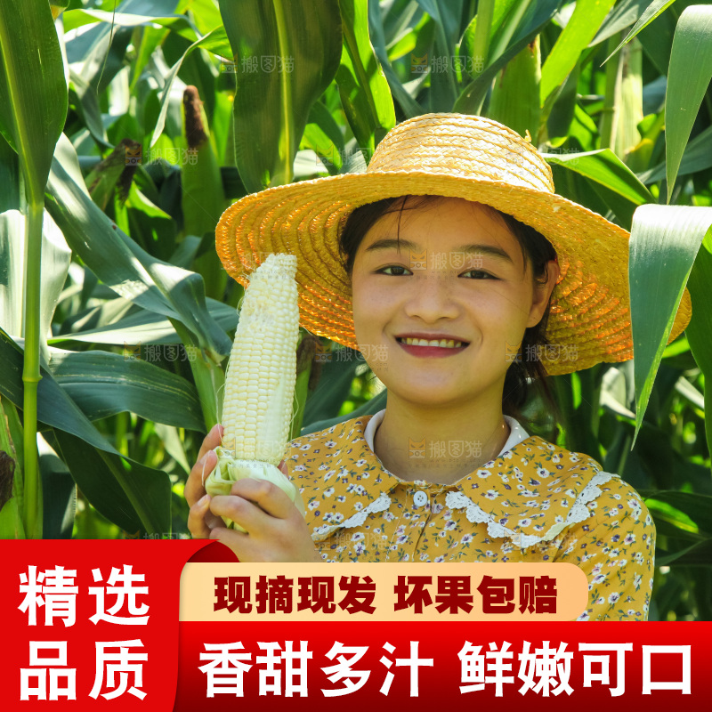 手里拿着牛奶玉米
