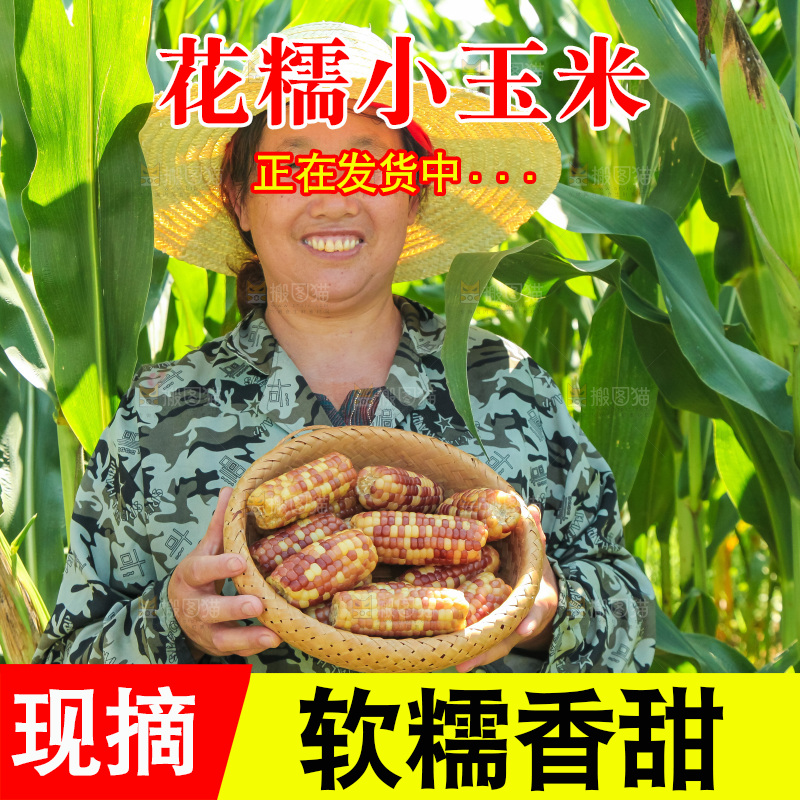 手里拿着小花糯玉米