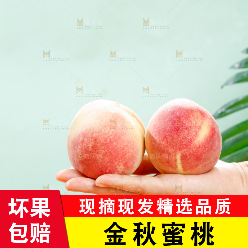浅底上的金秋红蜜桃