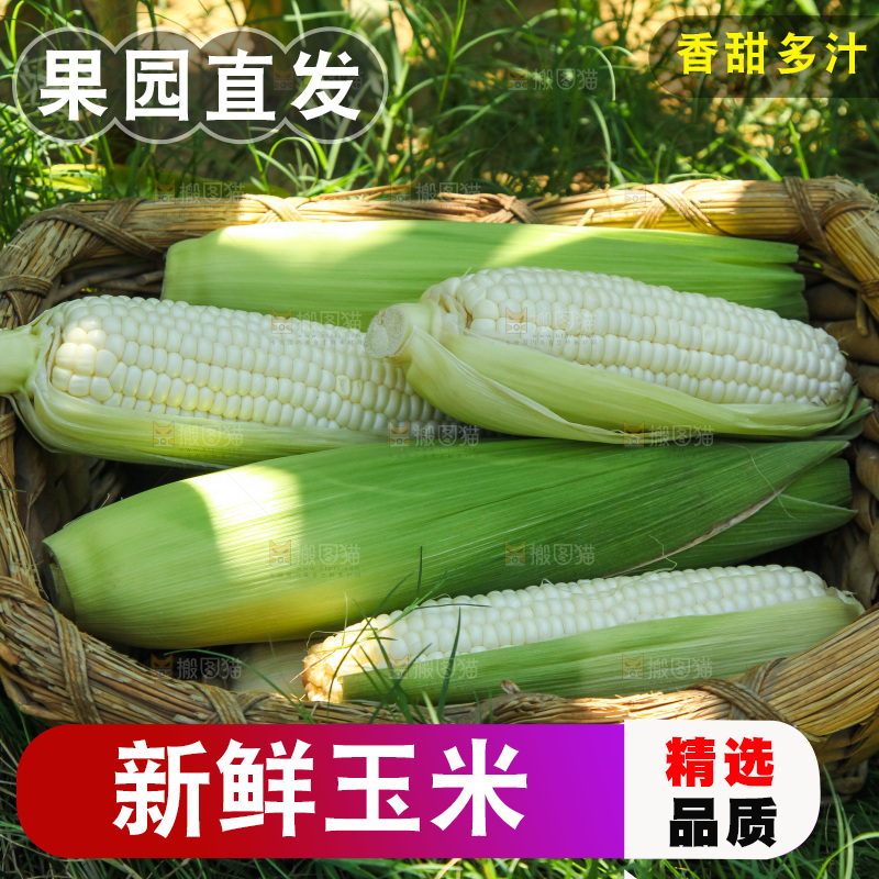 手里拿着牛奶玉米