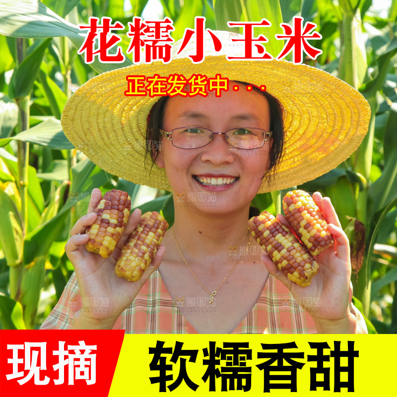 手里拿着小花糯玉米