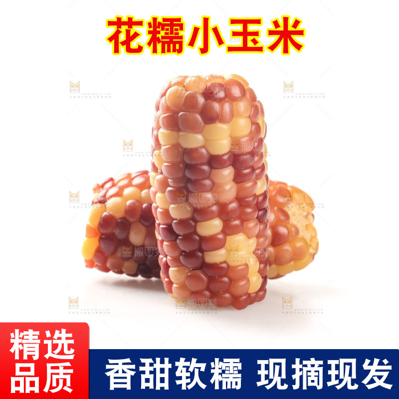白底上的小花糯玉米
