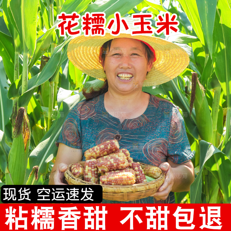 手里拿着小花糯玉米