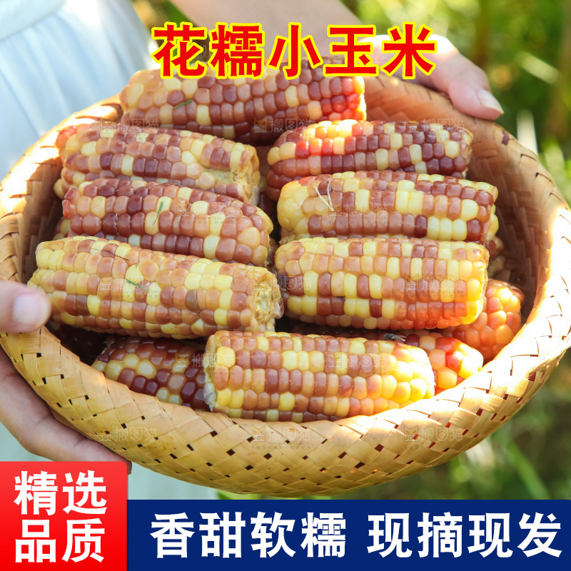 手里拿着小花糯玉米