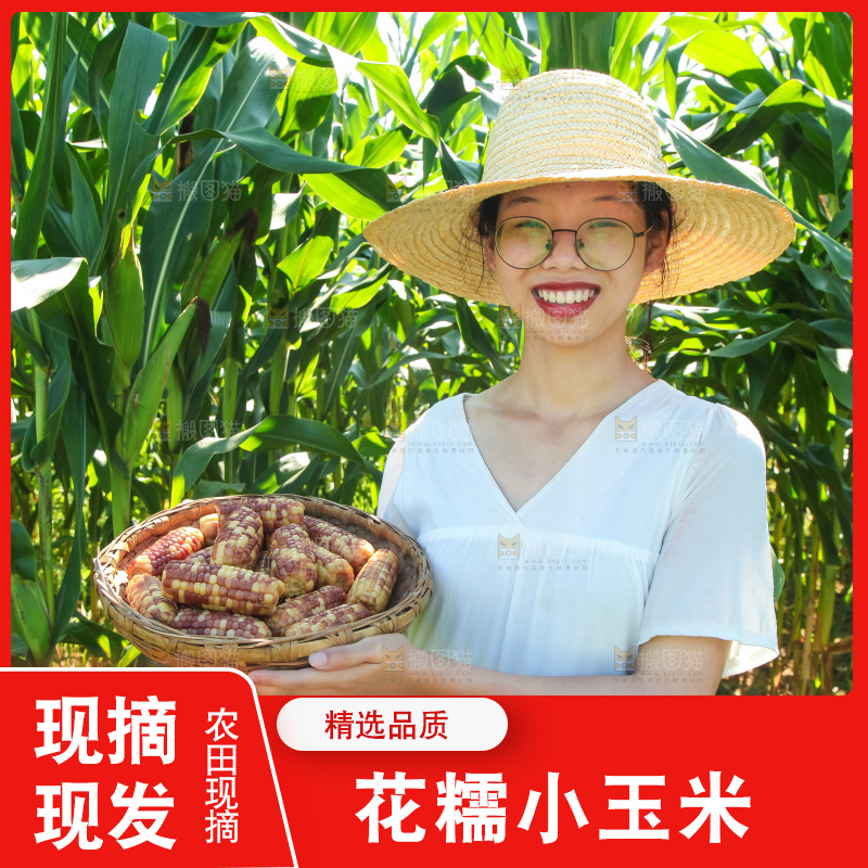 手里拿着小花糯玉米