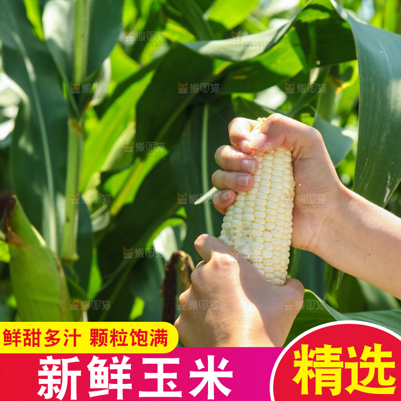 手里拿着牛奶玉米