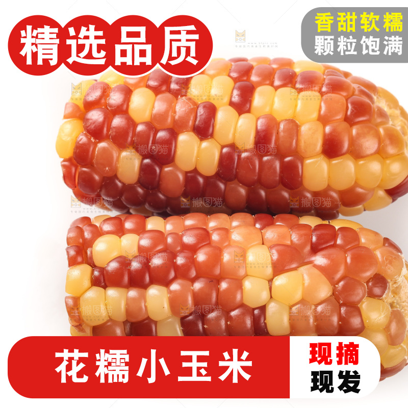 白底上的小花糯玉米