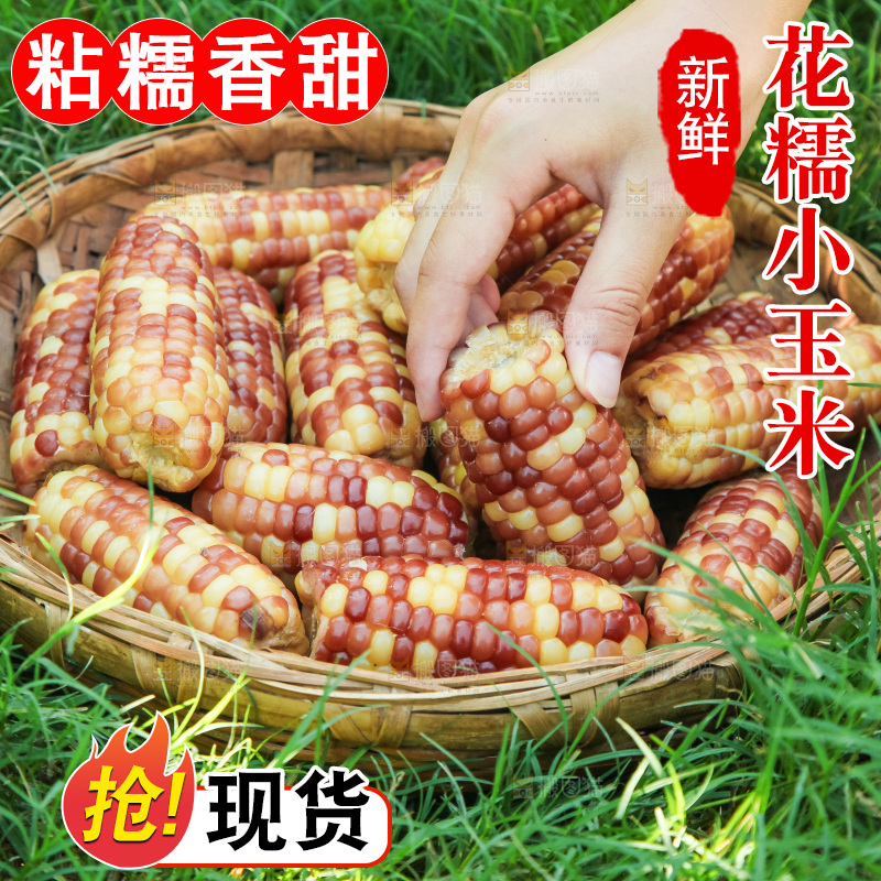 手里拿着小花糯玉米