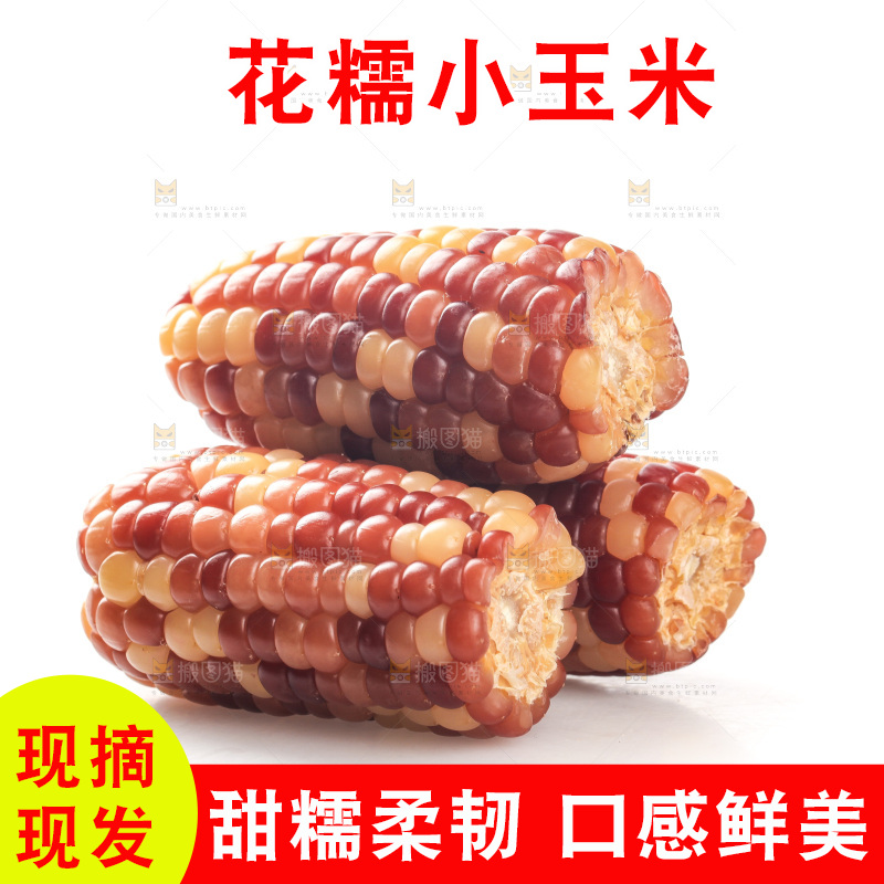 白底上的小花糯玉米