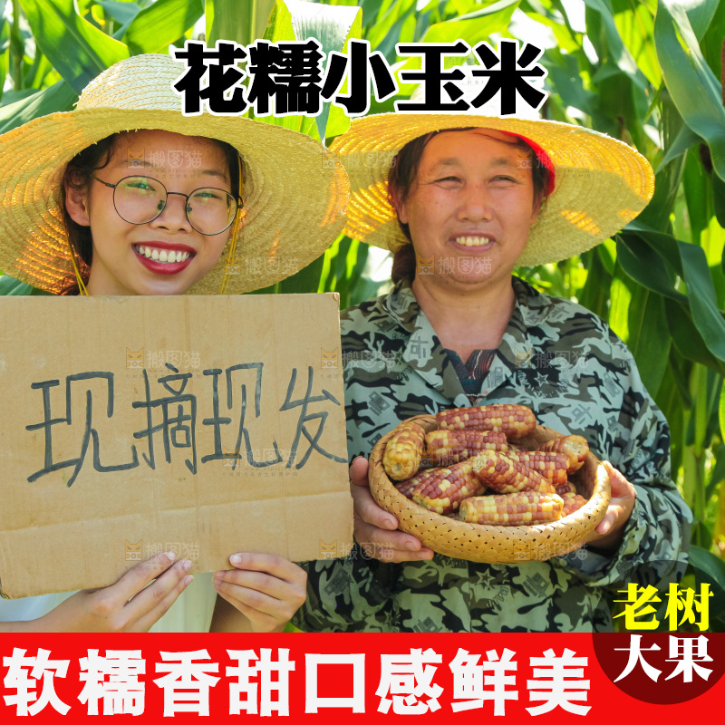 手里拿着小花糯玉米