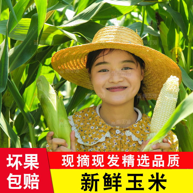 手里拿着牛奶玉米