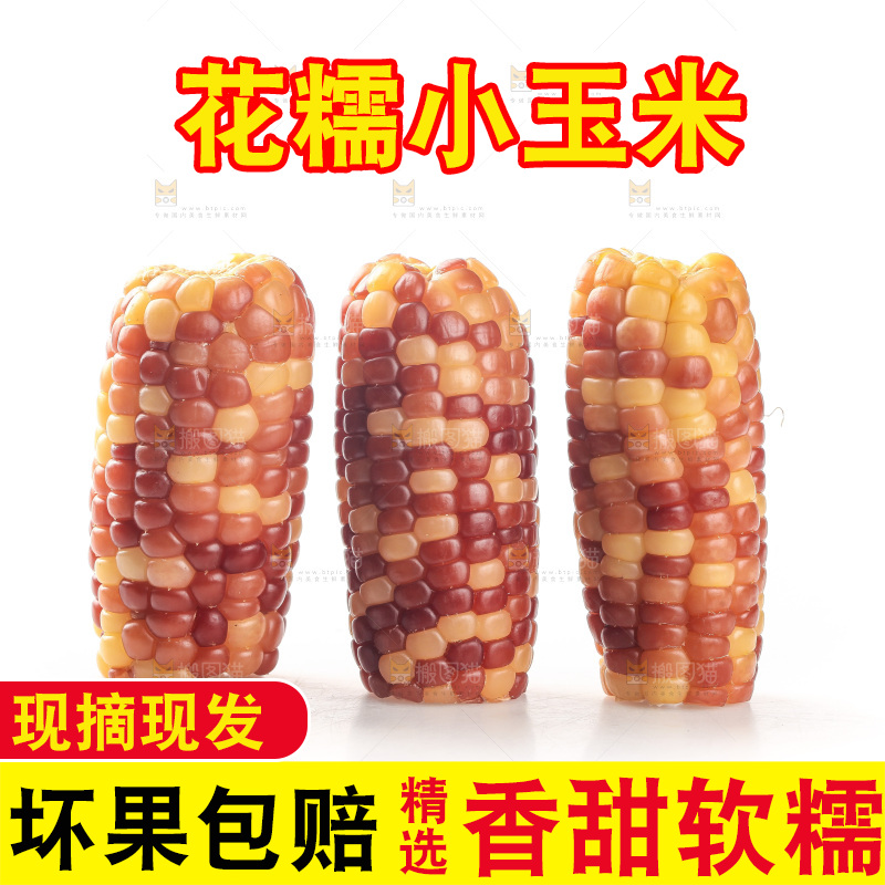 白底上的小花糯玉米