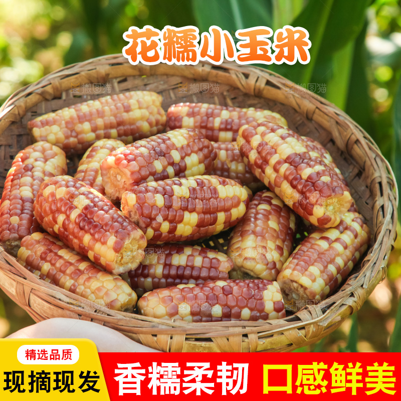 手里拿着小花糯玉米