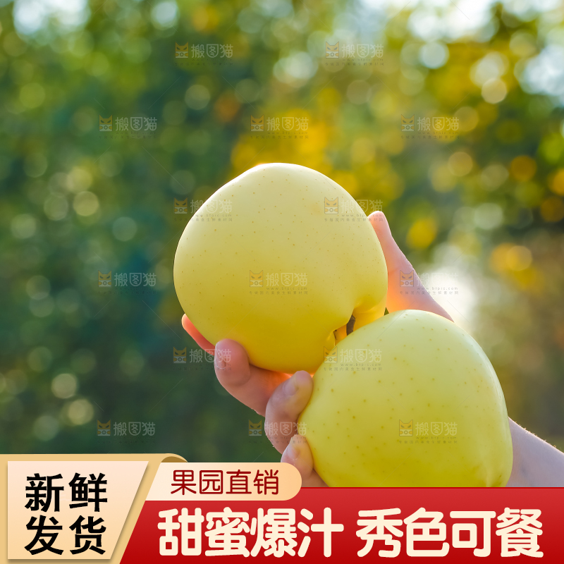 手里拿着黄元帅苹果