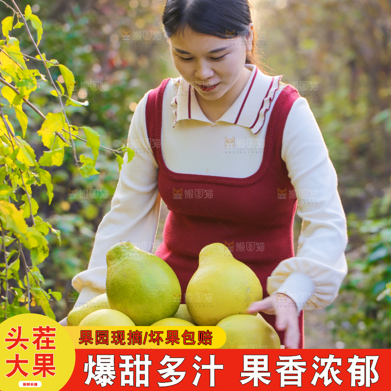 手里拿着沙田柚