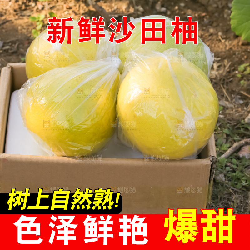 手里拿着沙田柚