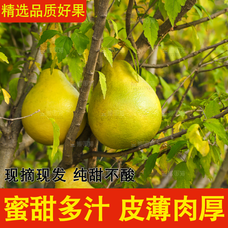手里拿着沙田柚