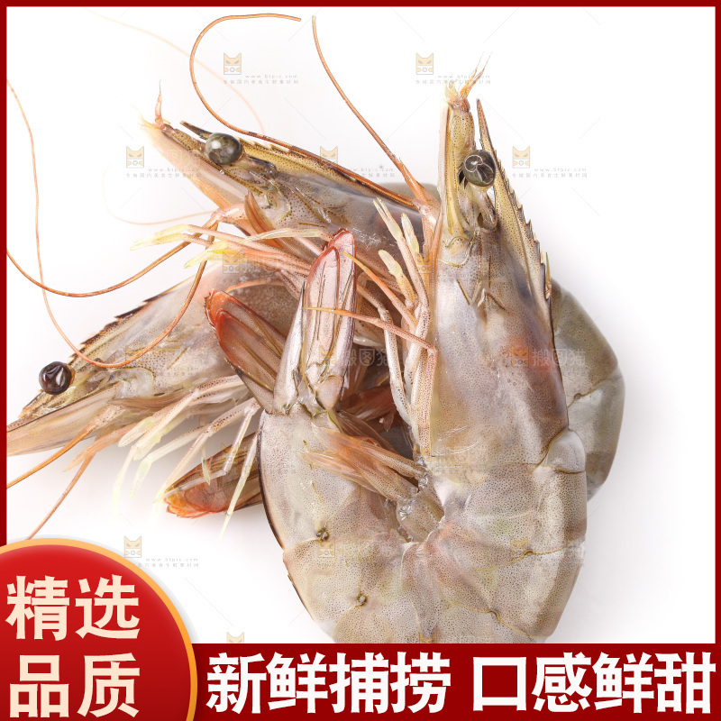 白底上的大虾