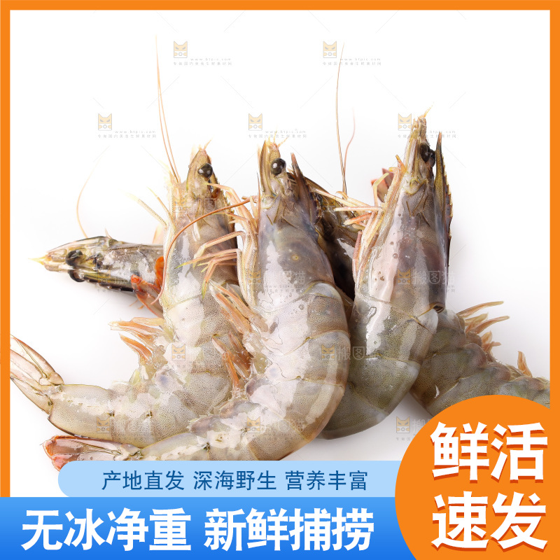 白底上的大虾