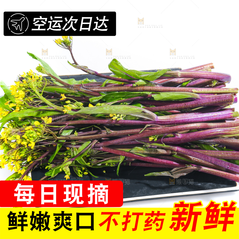 白底上的红菜苔
