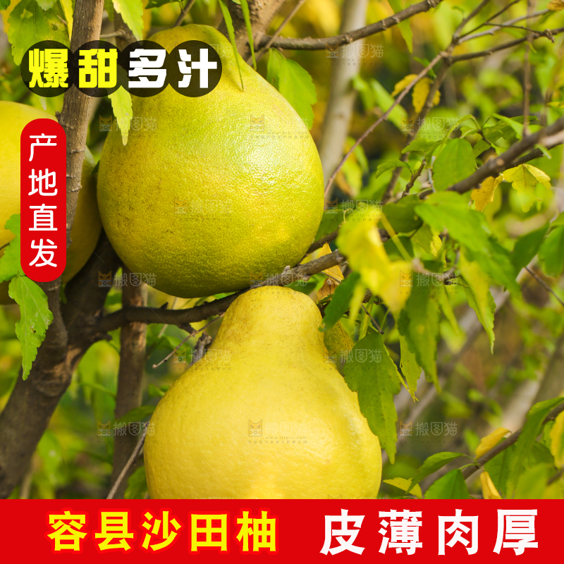 手里拿着沙田柚