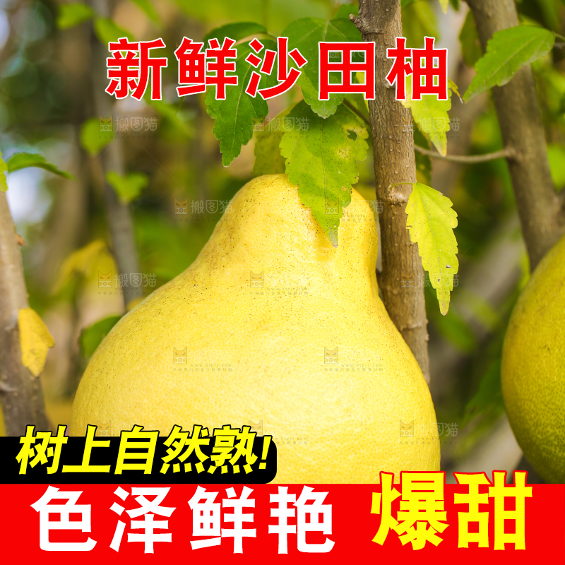 手里拿着沙田柚