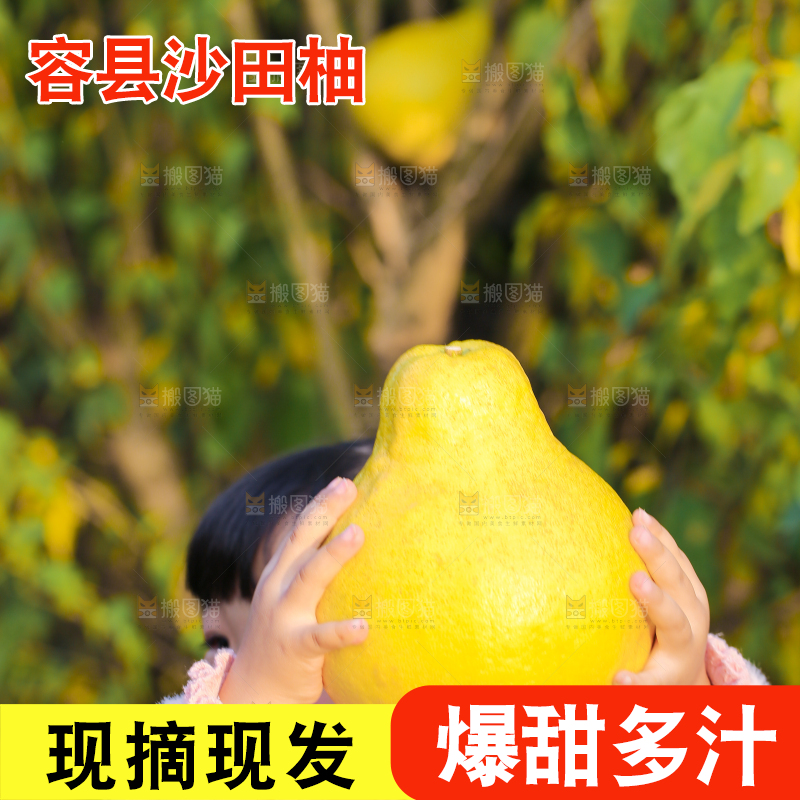 手里拿着沙田柚