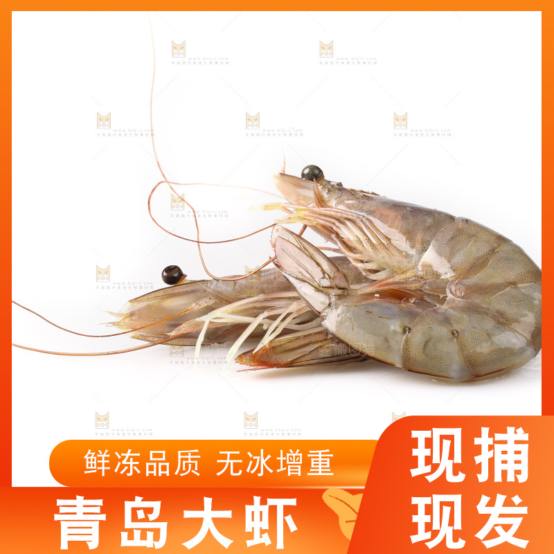 白底上的大虾