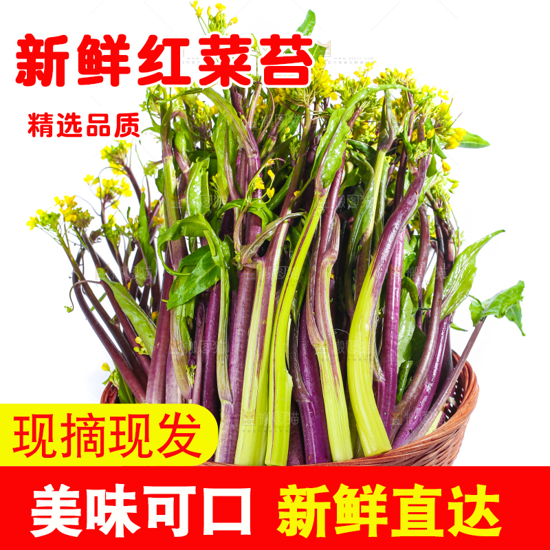 白底上的红菜苔