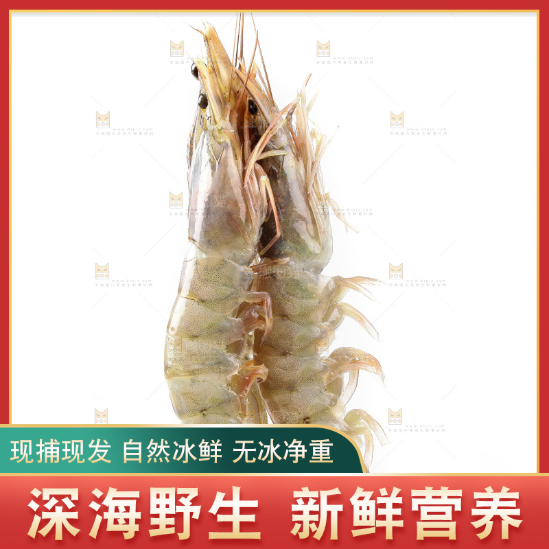 白底上的大虾