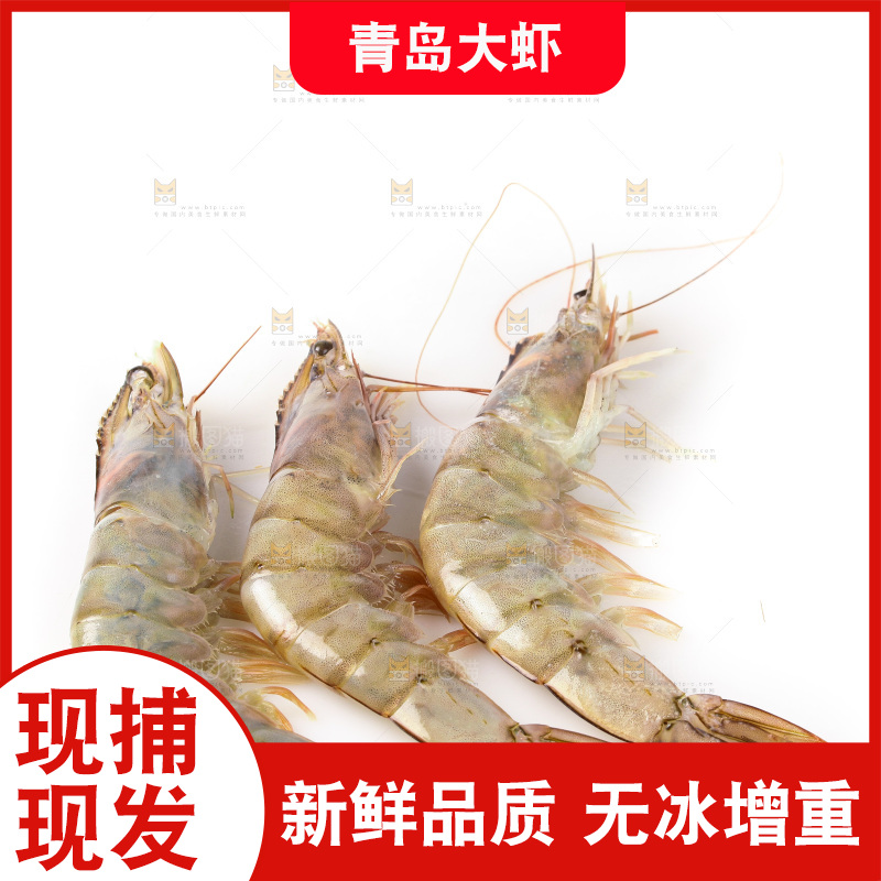 白底上的大虾