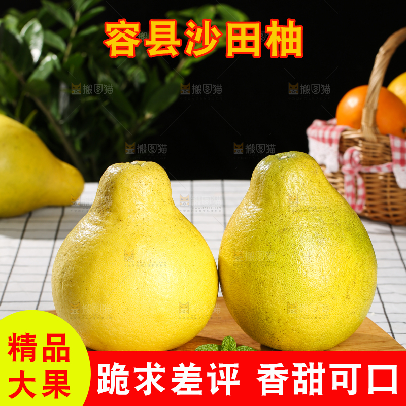 浅底上的沙田柚