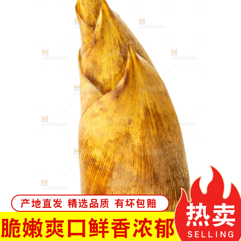 白底上的新鲜冬笋